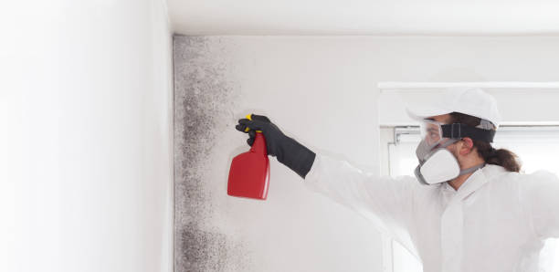Best Black Mold Remediation in Villa Hills, KY