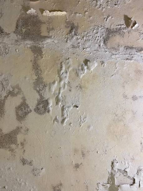 Best Crawl Space Mold Remediation in Villa Hills, KY